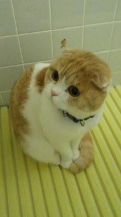 Cat pictures｜風呂場の侵入者