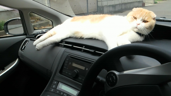 Cat pictures｜車でのびのび