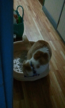 Cat pictures｜トイレの後始末