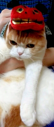 Cat pictures｜happy new にゃー！