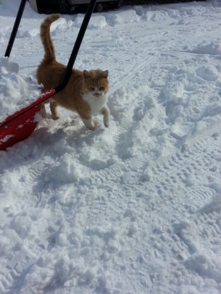 Cat pictures｜雪かきご苦労