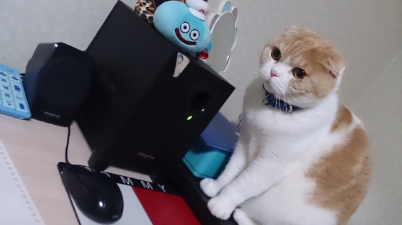Cat pictures｜パソコンばっかりいじりやがって～