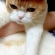 Cat pictures｜happy new にゃー！