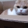 Cat pictures｜箱入り猫なの、美白なの。