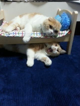 Cat pictures｜二段ベッド