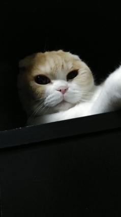 Cat pictures｜おまんじゅう