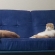 Cat pictures｜二匹の休息