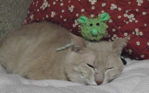 Cat pictures｜健康のひけつはよく眠ること　チャチャマロ