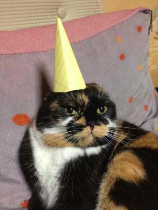 Cat pictures｜誕生日おめでとう