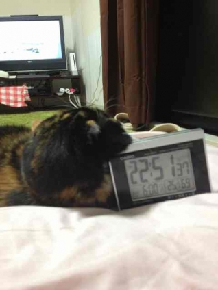 Cat pictures｜猫時計　２２時５１分をお知らせするニャ