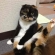 Cat pictures｜セクシーポーズ