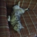Cat pictures｜zzz・・・。