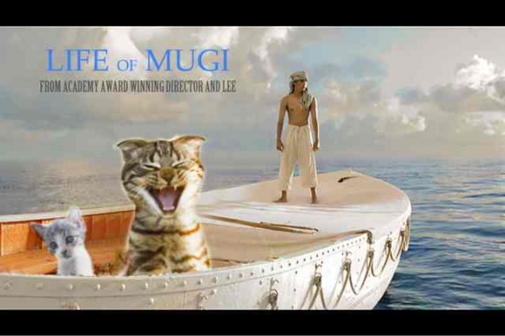 Cat pictures｜Life of Mugi
