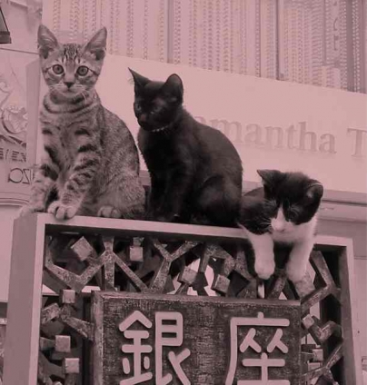 Cat pictures｜銀座の猫