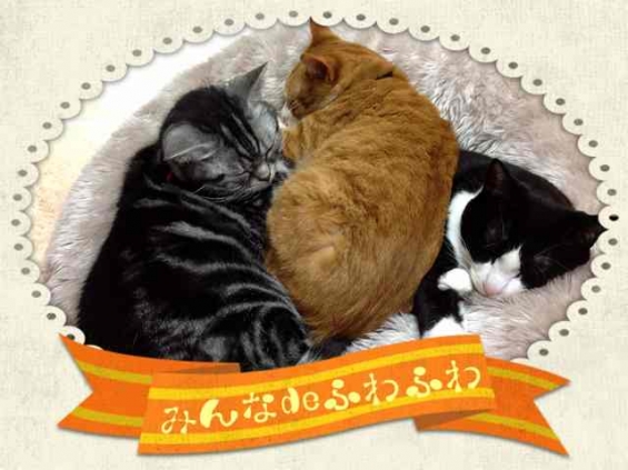 Cat pictures｜ 秘密の猫部屋