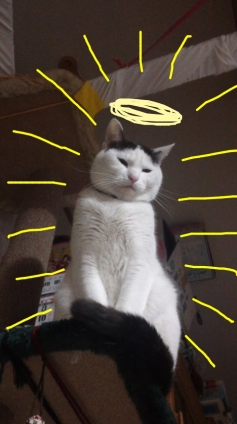 Cat pictures｜守り神、万さま
