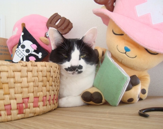 Cat pictures｜サクラのかくれんぼ