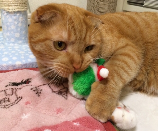 Cat pictures｜サンタさん大好き！？