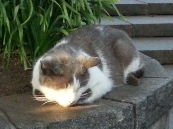 Cat pictures｜江ノ島の眠り猫