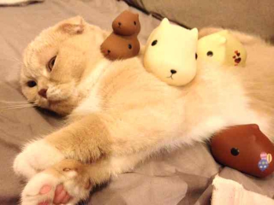 Cat pictures｜猫とカピバラさん②