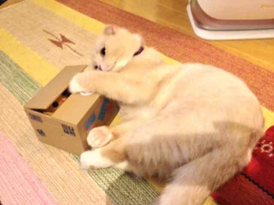 Cat pictures｜猫貯金箱と猫