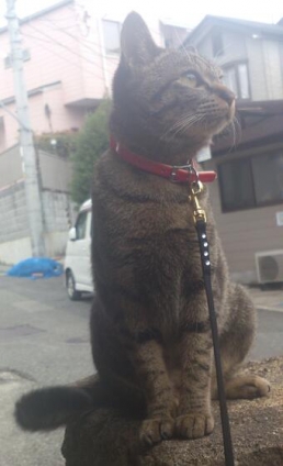 Cat pictures｜お散歩