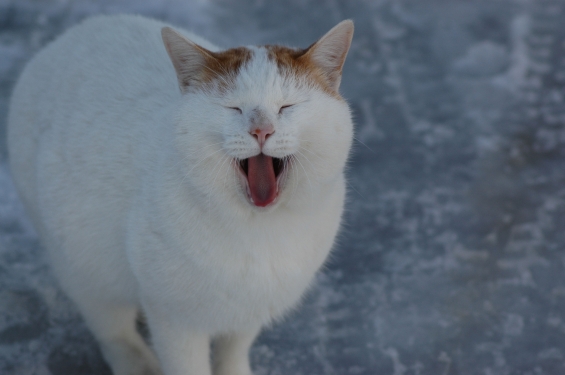 Cat pictures｜雪猫（１）