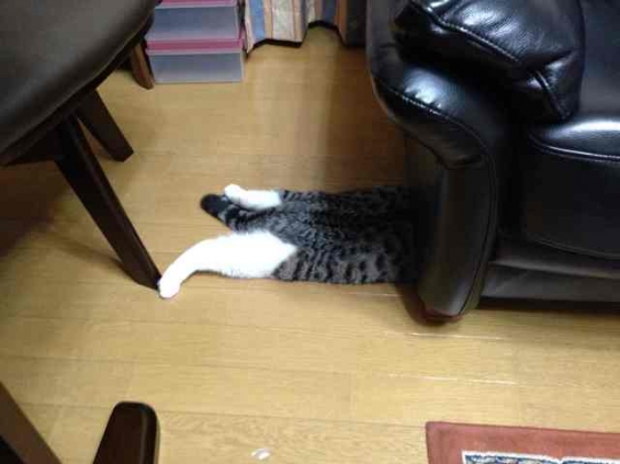 Cat pictures｜猫せんべい