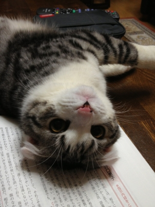 Cat pictures｜勉強やめて遊んでよー