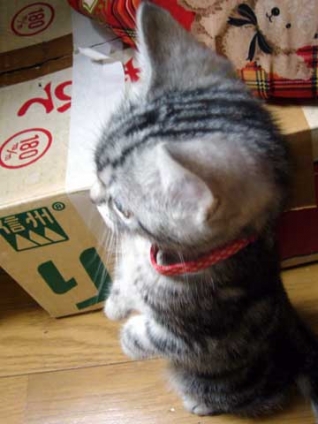 Cat pictures｜ガンバの冒険 ノロイ立ち・・(笑)