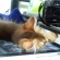 Cat pictures｜iBed その３