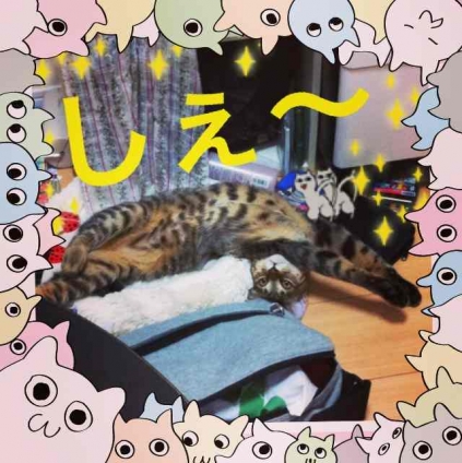 Cat pictures｜しぇ〜