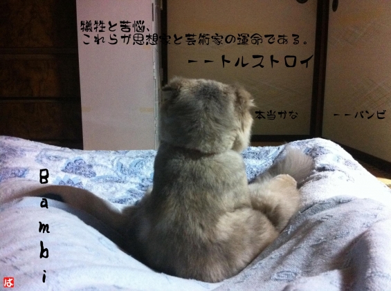 Cat pictures｜学び
