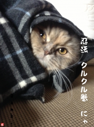 Cat pictures｜巻き巻きバンビ