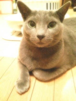 Cat pictures｜ゆっうにゃぁん！(〃'▽'〃)ﾉｼ☆