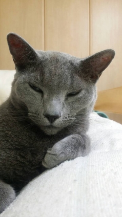 Cat pictures｜眠っむにゃぁん！(๑*д*๑)ﾉｼ