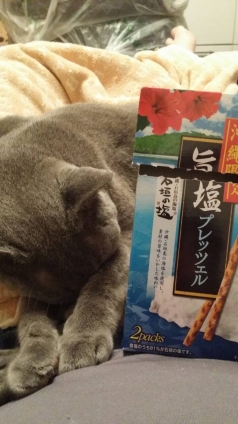 Cat pictures｜ｺﾞﾒﾝ寝にゃぁんฅ( ´>ω<`*)ฅ