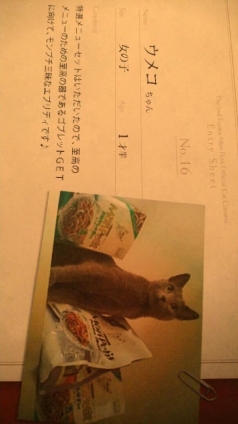 Cat pictures｜想ゐ出にゃぁん！(〃'▽'〃)ﾉｼ☆