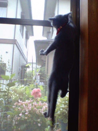 Cat pictures｜登るにゃぁん！(〃'▽'〃)ﾉｼ☆