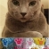 Cat pictures｜にっくにゃぁん！(〃'▽'〃)ฅ☆ 
