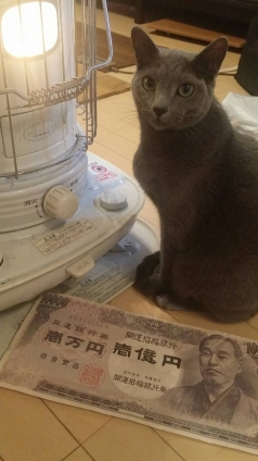 Cat pictures｜当選にゃぁん！(〃'▽'〃)ﾉｼ☆