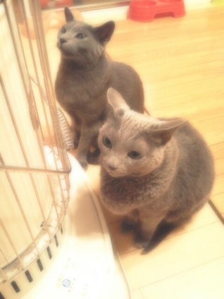 Cat pictures｜ひっるにゃぁん！(〃'▽'〃)ﾉｼ☆