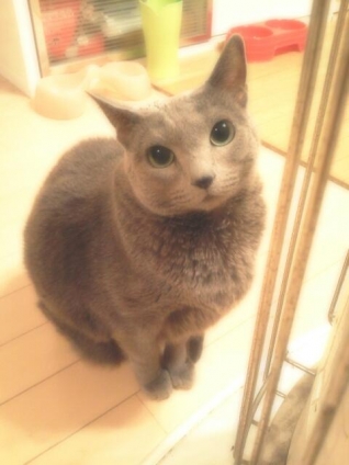 Cat pictures｜ごっごにゃぁん！(〃'▽'〃)ﾉｼ☆