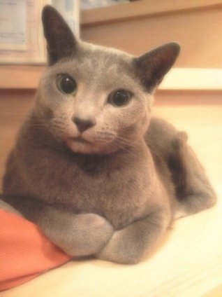 Cat pictures｜よっるにゃぁん！(〃'▽'〃)ﾉｼ☆
