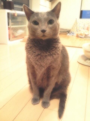 Cat pictures｜ひっるにゃぁん！(〃'▽'〃)ﾉｼ☆