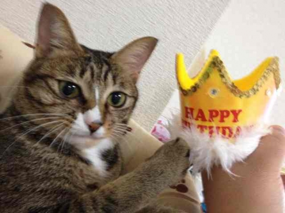 Cat pictures｜2歳の誕生日おめでっと〜にゃん！