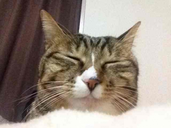 Cat pictures｜ネム〜ねむ〜眠〜