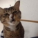 Cat pictures｜お箸をパクッと！