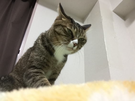 Cat pictures｜フミフミー子（賢者モード）