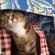 Cat pictures｜暖簾をくぐる〜にゃん！